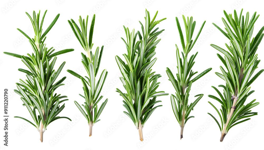 set of fresh green rosemary twig isoleted cut out set of fresh green rosemary twig isoleted cut out