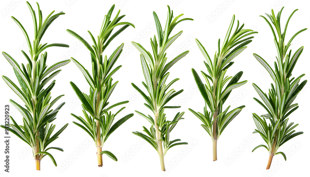 set of fresh green rosemary twig isoleted cut out set of fresh green rosemary twig isoleted cut out