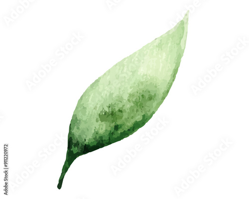 Single watercolor green leaf isolated on white background