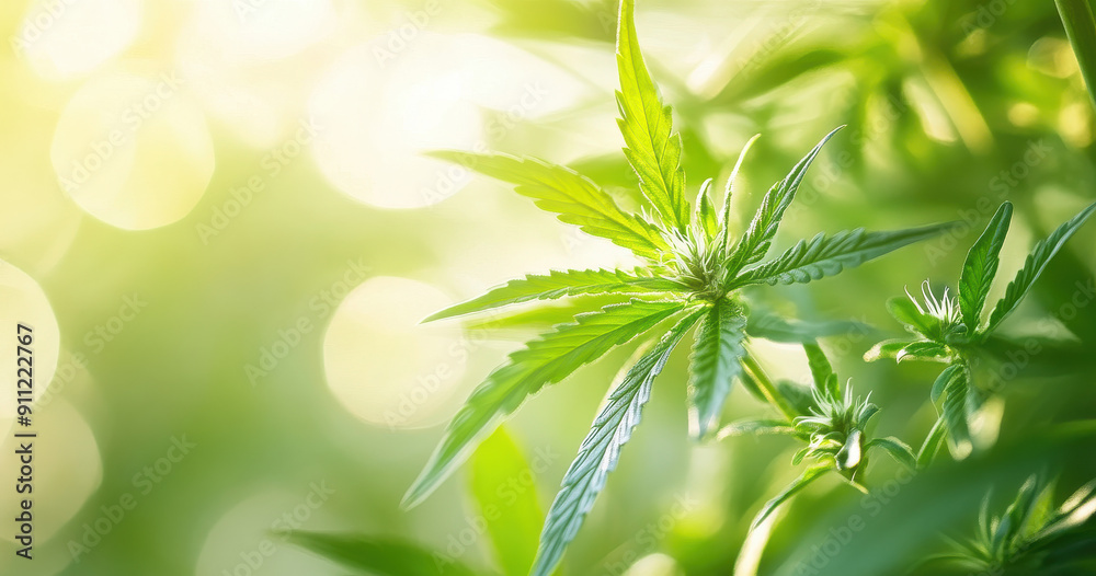 The image showcases vibrant green cannabis plant leaves illuminated by sunlight, highlighting their texture and detailed structure, embodying natural growth and health. The image showcases vibrant green cannabis plant leaves illuminated by sunlight, highlighting their texture and detailed structure, embodying natural growth and health.