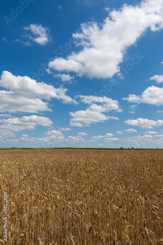 Obraz na płótnie Golden, ripe wheat ears against the blue sky. Photo taken on a sunny day. w salonie