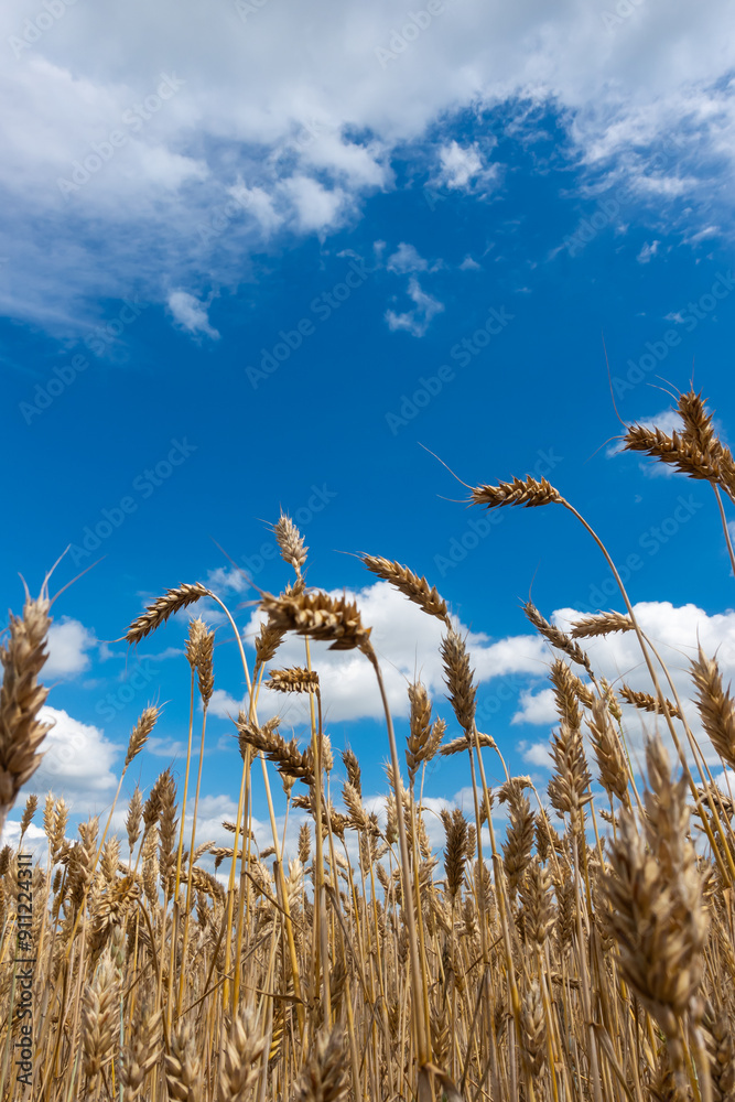 Golden, ripe wheat ears against the blue sky. Photo taken on a sunny day. Close-up of the ears from below.