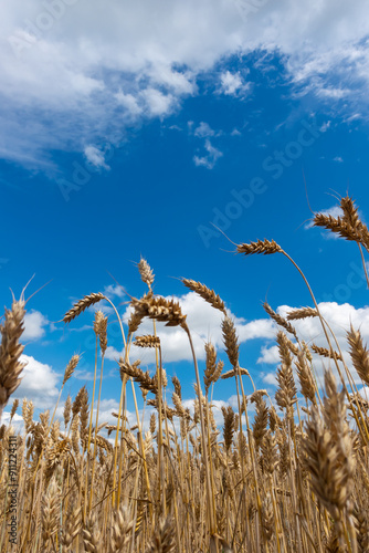 Obraz na płótnie Golden, ripe wheat ears against the blue sky. Photo taken on a sunny day. Close-up of the ears from below. w salonie
