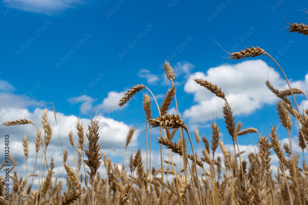 Golden, ripe wheat ears against the blue sky. Photo taken on a sunny day. Close-up of the ears from below.