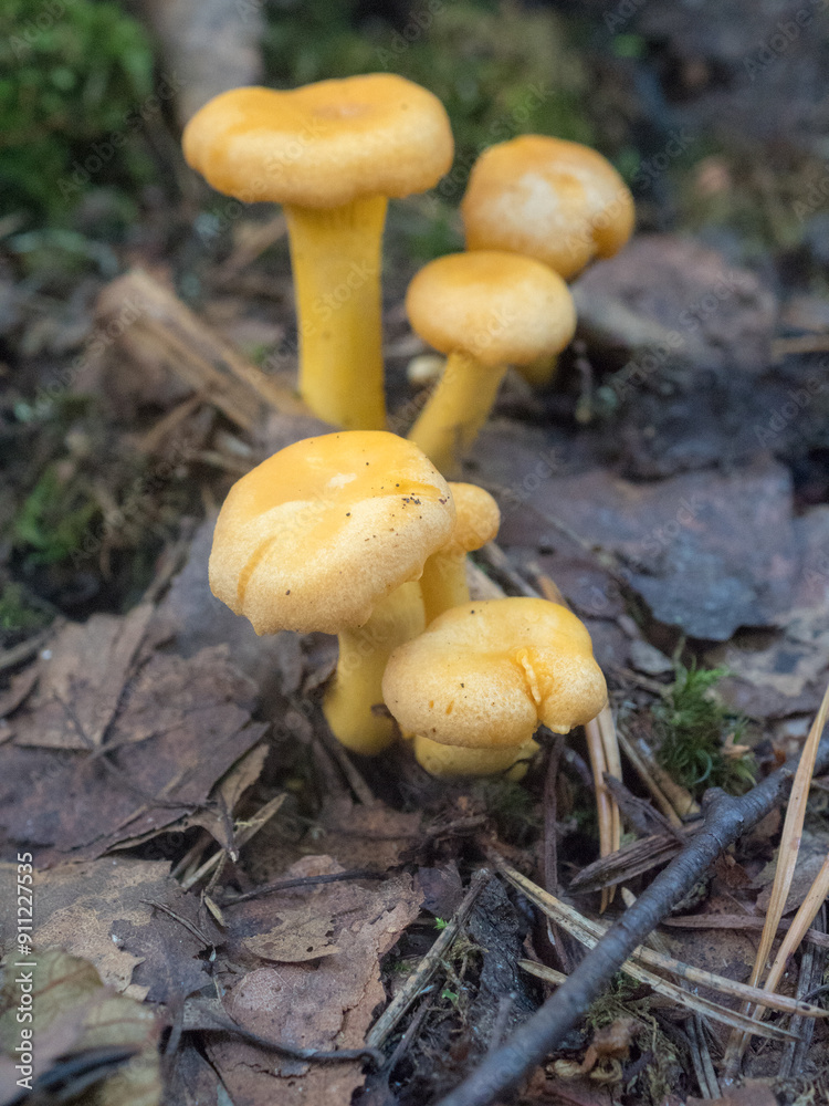 chanterelle mushrooms in the summer forest chanterelle mushrooms in the summer forest