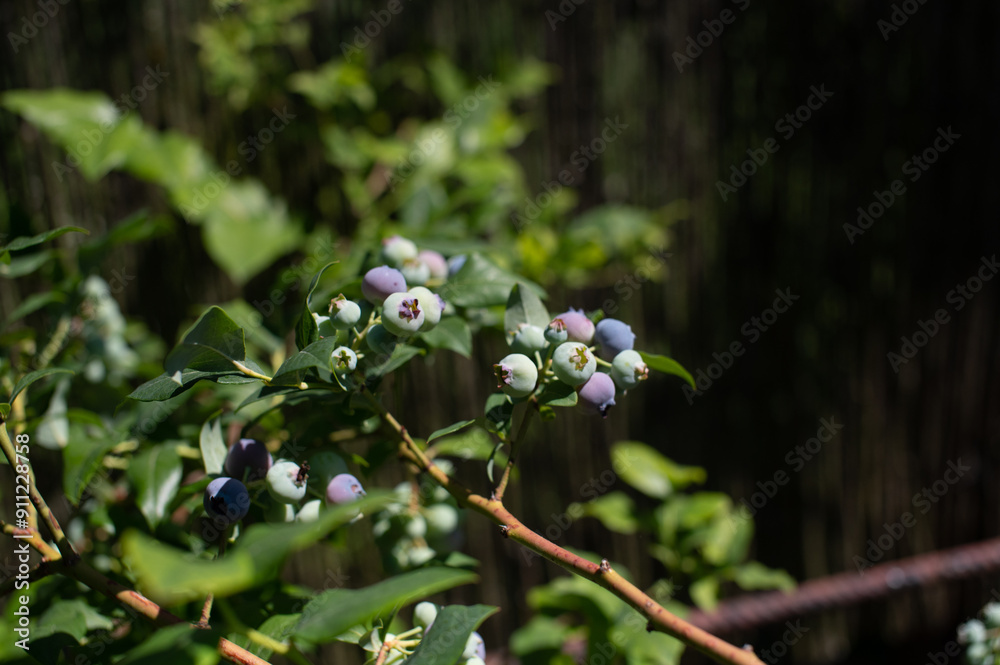 Blueberry Bush with Ripening Berries in Natural Backyard Setting Blueberry Bush with Ripening Berries in Natural Backyard Setting