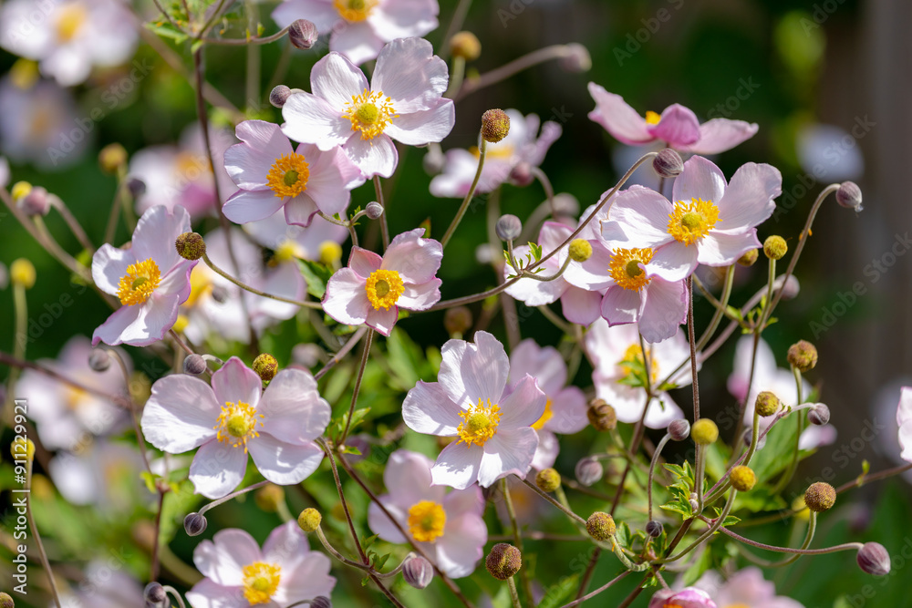 Selective focus of flowers in the garden with green leaves, Anemone hupehensis (commonly known as the Chinese or Japanese anemone) have yellow stamens and white pink petals, Natural floral background. Selective focus of flowers in the garden with green leaves, Anemone hupehensis (commonly known as the Chinese or Japanese anemone) have yellow stamens and white pink petals, Natural floral background.