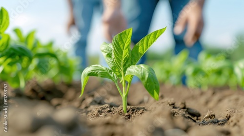 A group of farmers discussing soil fertility management in a low-yield field