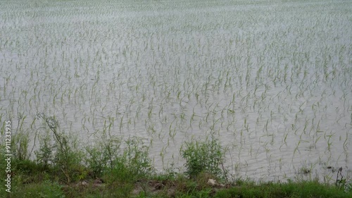 Rice fields with water beds on a large scale in Rudrapur city, Uttarakhand, India, showcasing paddy farmlands and horticulture practices amid mountains and beautiful landscapes. photo