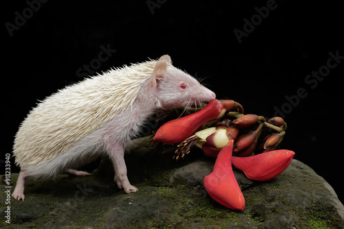 A young hedgehog is eating a coral bean flower that has fallen to the ground. This mammal has the scientific name Atelerix albiventris. photo