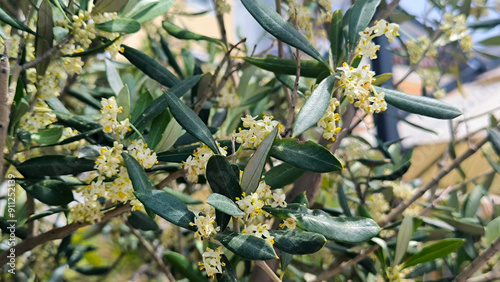 branches of blooming olive tree with small yellow flowers close up