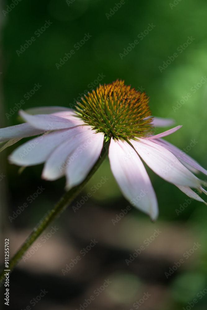 Coneflower isolated close-up with green background Coneflower isolated close-up with green background