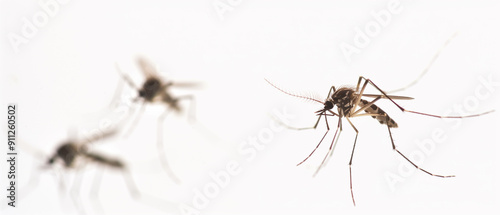 Close up flying mosquitoes on white background