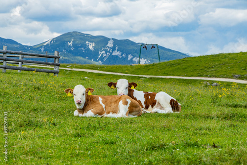 Velika Planina, Kamnik, Slovenia. Lord of the Rings style village. Wooden typical houses, hills, green meadows, flowers where cows and calfs graze. High quality artisanal milk and cheeses. Holiday.