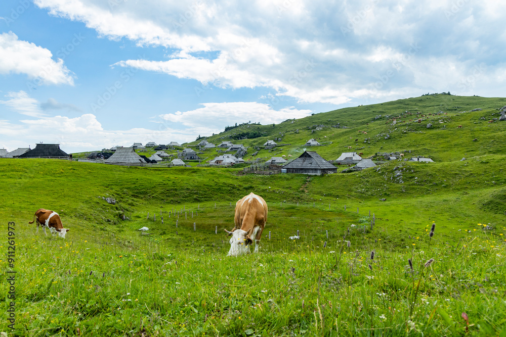 Fototapeta premium Velika Planina, Kamnik, Slovenia. Lord of the Rings style village. Wooden typical houses, hills, green meadows, flowers where cows and calfs graze. High quality artisanal milk and cheeses. Holiday.