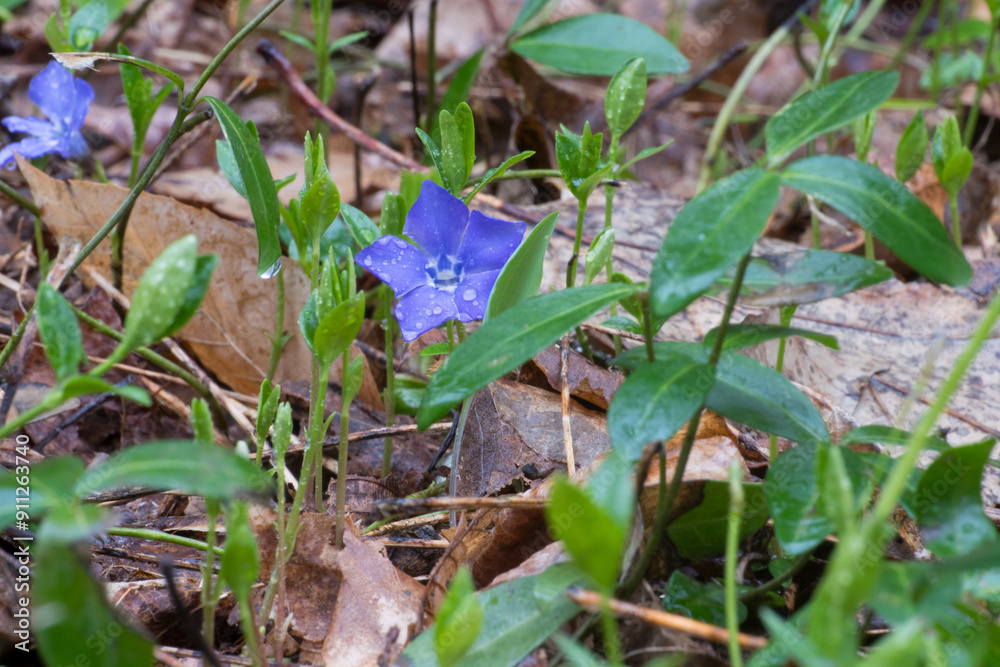 Obraz premium Common Periwinkle growing along the forest floor in a state park in New York