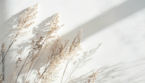 Delicate Dried Flowers Casting Soft Shadows Against Sunlit Wall in Indoor Setting