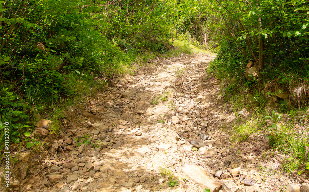 Dirt road in the forest in nature in summer Dirt road in the forest in nature in summer