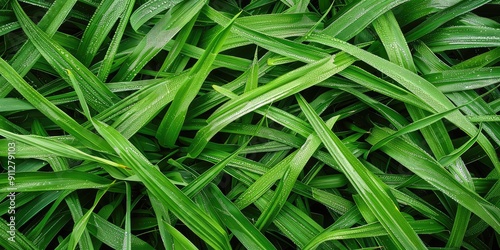 Beautiful green grass view with rain drops. Generation of Ai