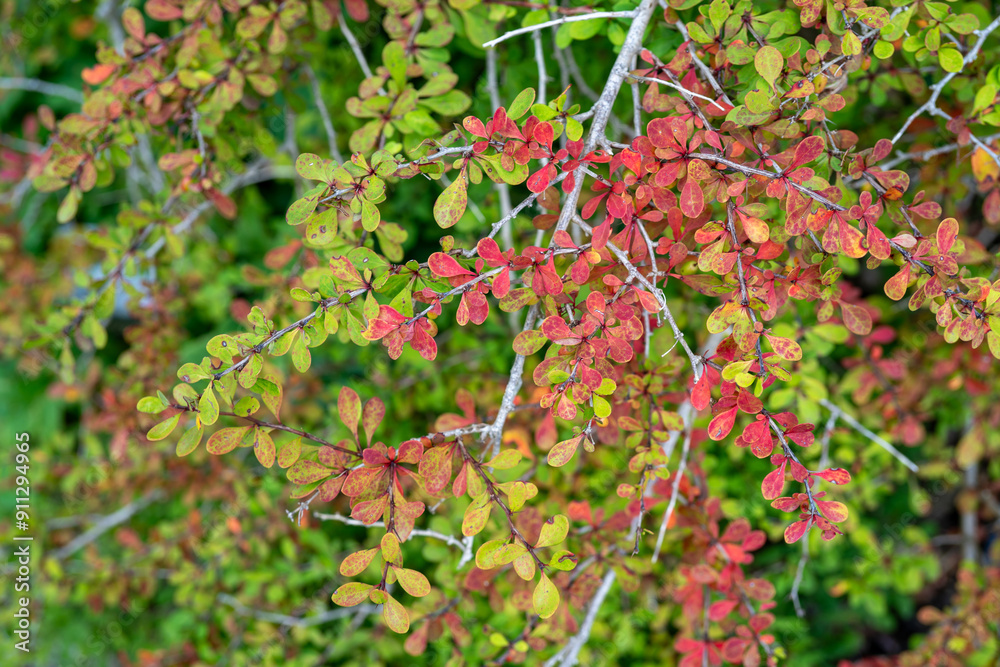 Fototapeta premium detail photograpy of a barberry plant (Berberis)