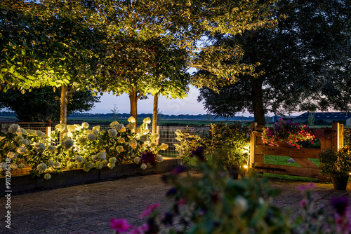 Photography Hydrangea in Evening Light