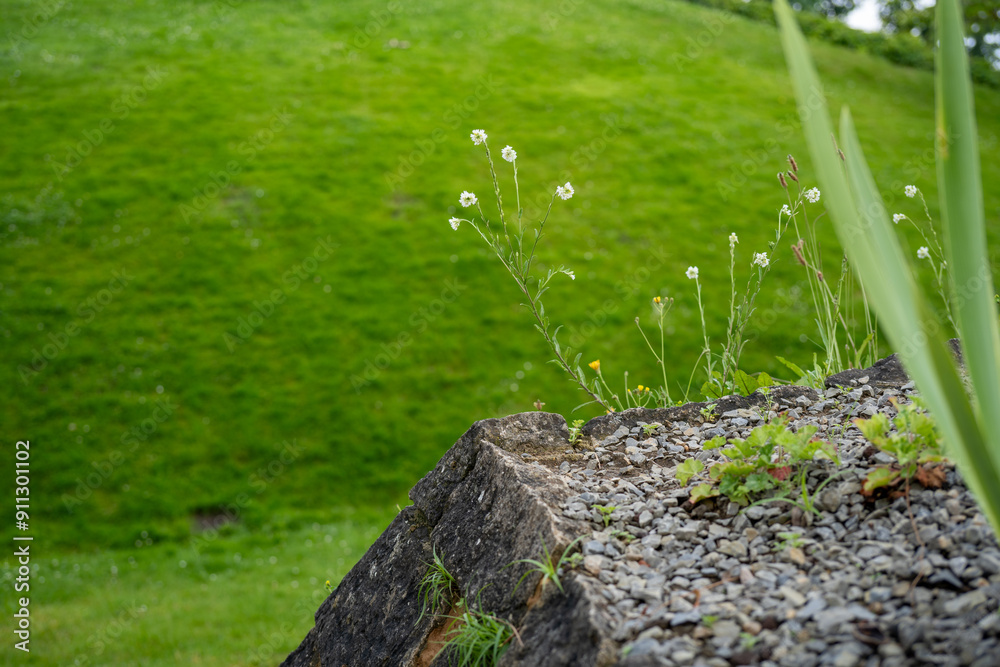 detail of a dry stone wall with little white flowers detail of a dry stone wall with little white flowers