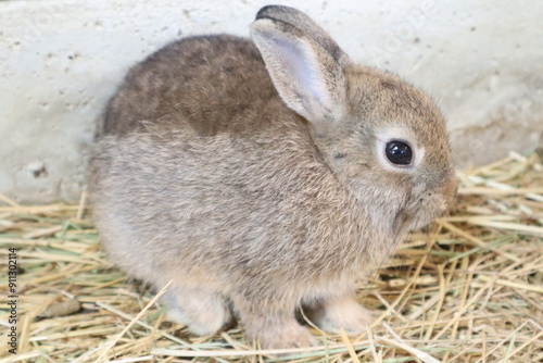 うさぎ