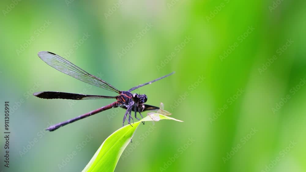 Gossamer wings eating an insect view from the side close up Gossamer wings eating an insect view from the side close up