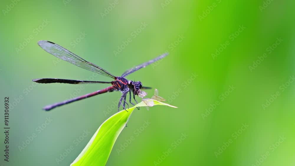 Gossamer wings eating an insect view from the side Gossamer wings eating an insect view from the side