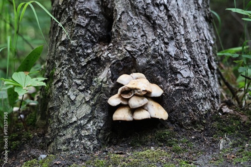 An image of wild mushrooms growing from the base of a tree somewhere along the trans-Canada trail. photo