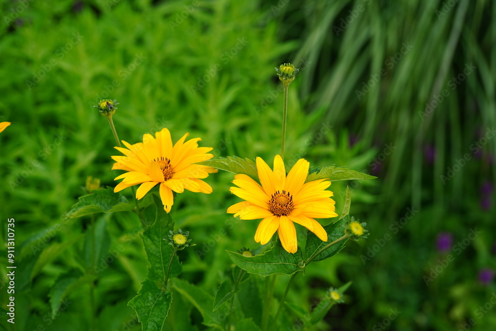 image of beautiful yellow suneye flowers image of beautiful yellow suneye flowers