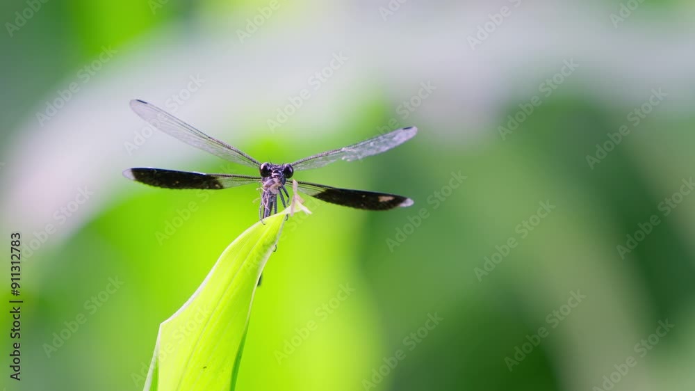 Gossamer wings eating an insect close-up 