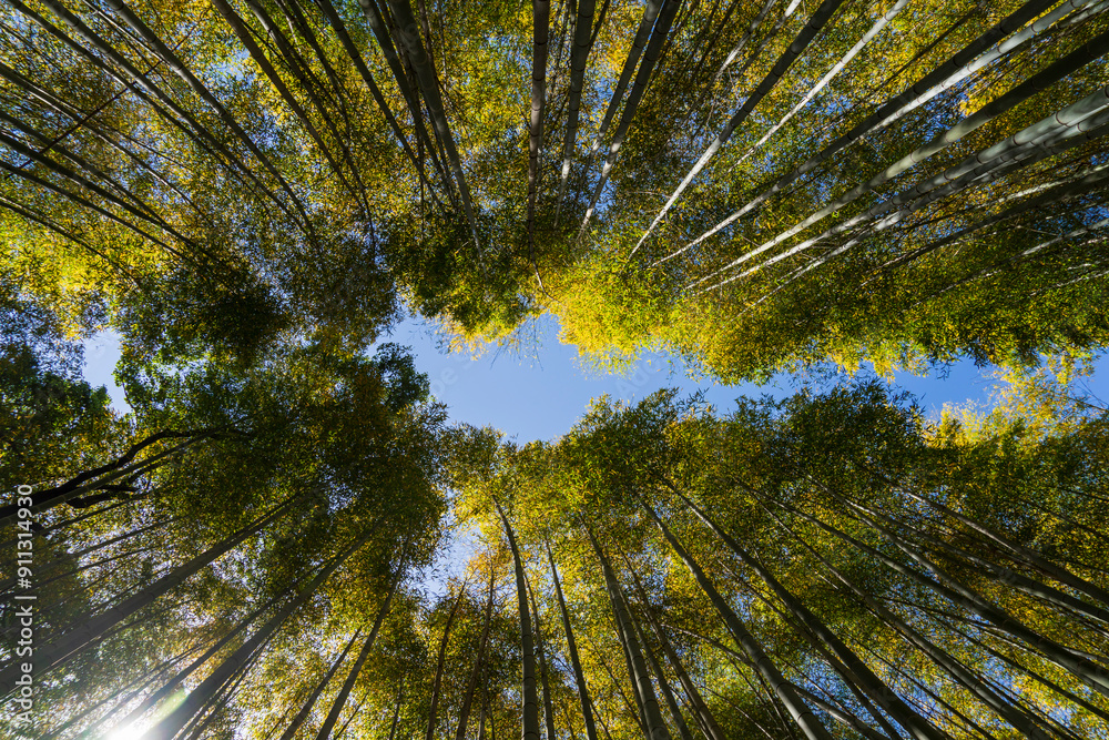 Il cielo sopra Arashiyama bamboo Forest, Giappone Il cielo sopra Arashiyama bamboo Forest, Giappone