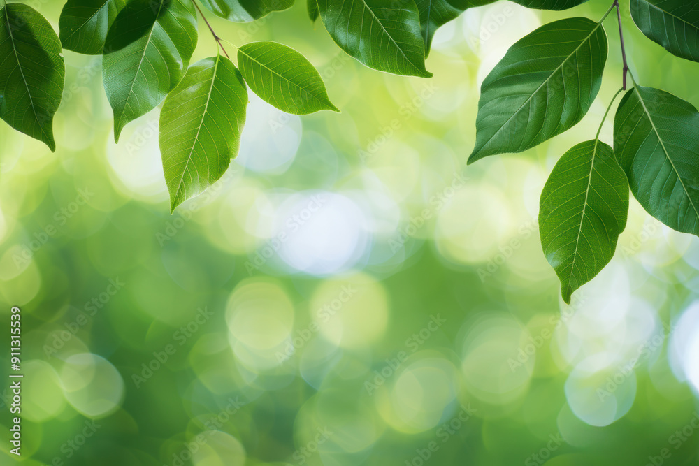 Sunlit green leaves with blurred background, creating a fresh, vibrant, and peaceful nature scene. Sunlit green leaves with blurred background, creating a fresh, vibrant, and peaceful nature scene.