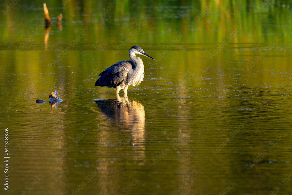 Long-legged great blue heron wading in the Leon-Provancher Marsh during a summer morning, Neuville, Quebec, Canada Long-legged great blue heron wading in the Leon-Provancher Marsh during a summer morning, Neuville, Quebec, Canada