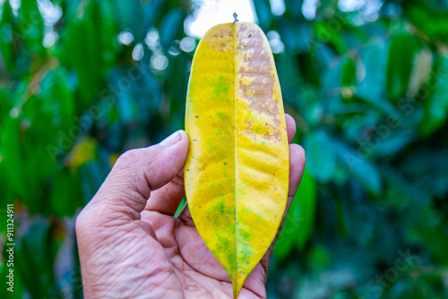 Durian leaves turn yellow, fall from the tree, and turn yellow due to durian disease. Durian is susceptible to diseases and insects.