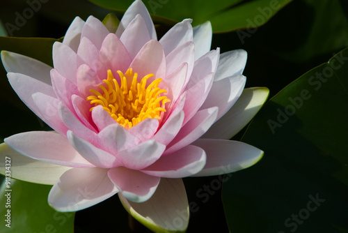 Beautiful, unique form of a pink water lily flower with a bright yellow in the middle of the petals.