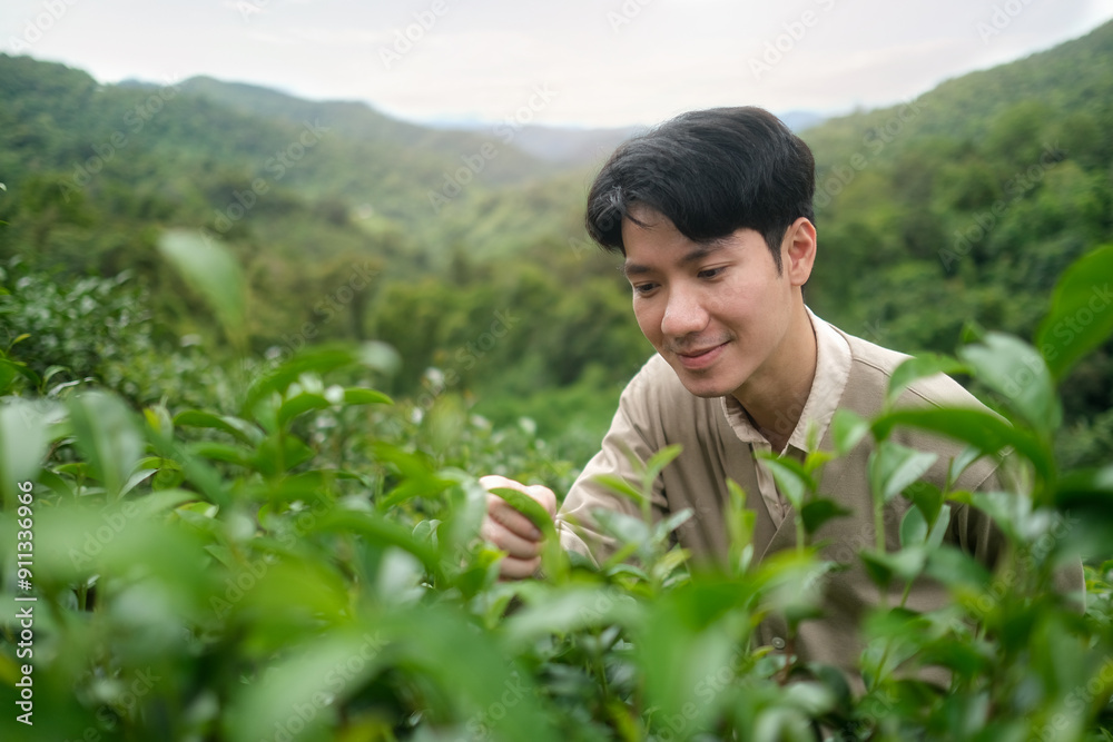 Smiling young man picking up green tea leaves on plantation. Smiling young man picking up green tea leaves on plantation.