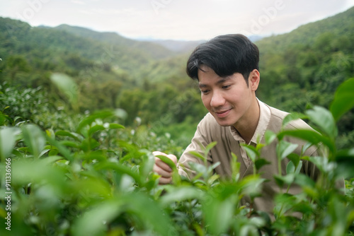 Smiling young man picking up green tea leaves on plantation.