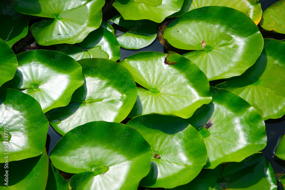 Unique shape and abstract formation of a water lilies leaves floating on the water. Unique shape and abstract formation of a water lilies leaves floating on the water.