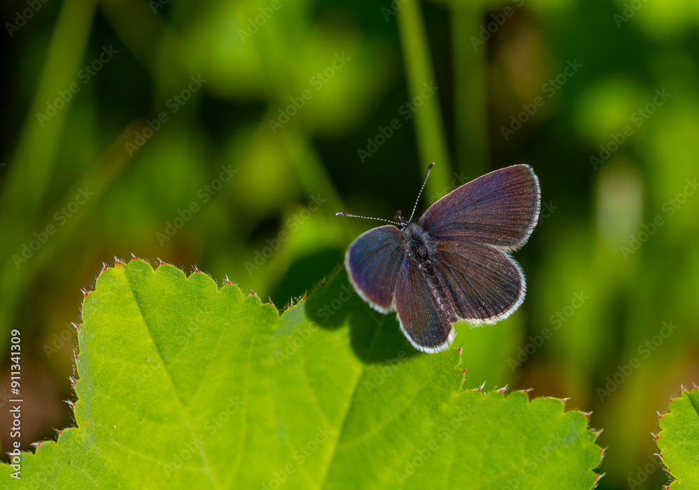 tiny butterfly on grass, Small Blue, Cupido minimus tiny butterfly on grass, Small Blue, Cupido minimus