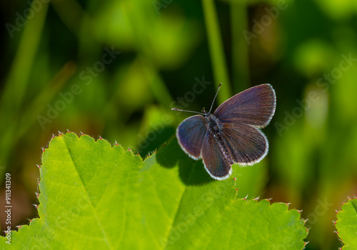 tiny butterfly on grass, Small Blue, Cupido minimus photo