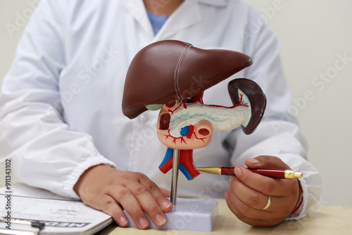 The liver is a large, vital organ that detoxifies chemicals, metabolizes drugs, produces bile, and stores nutrients. It plays a crucial role in digestion, metabolism, and maintaining overall health.