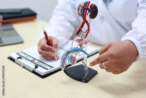 The male reproductive system includes organs such as the testes, which produce sperm, the penis for delivering sperm, and the prostate gland, which secretes fluids that nourish and protect sperm. photo