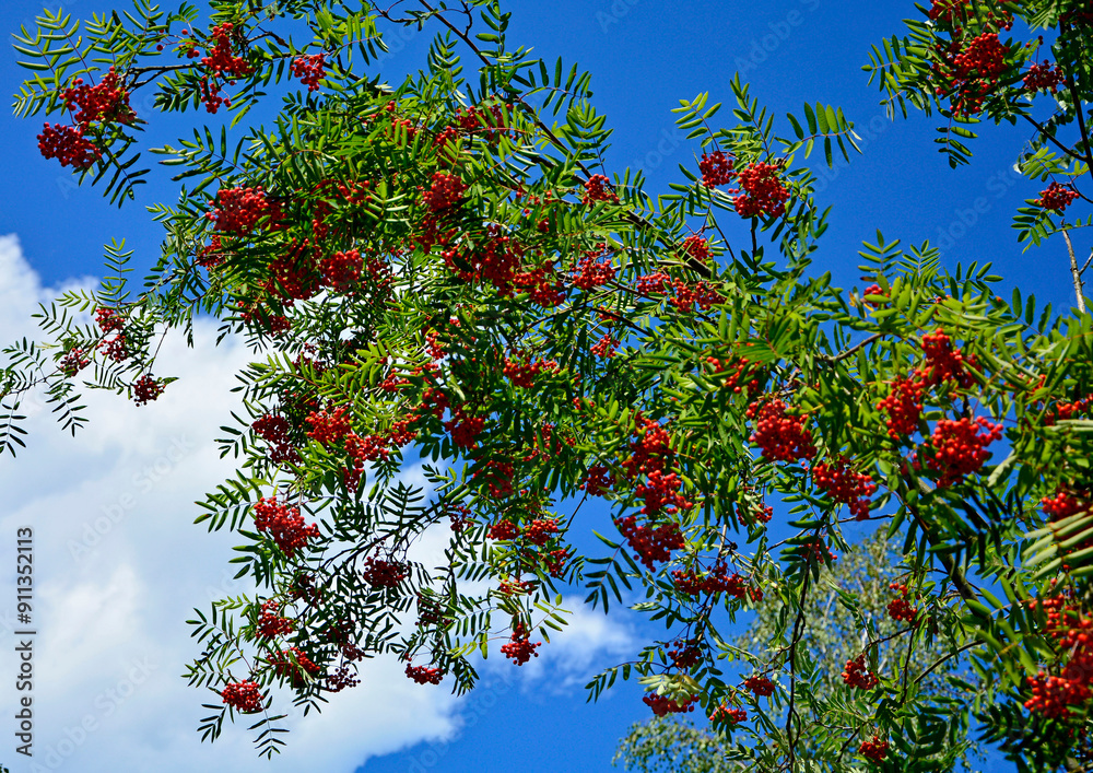 Jarząb pospolity, jarzębina czerwona, Sorbus aucuparia, gałąź z czerwonymi owocami jarzębiny na tle niebieskiego nieba, rowan branch with red fruits, Red fruits of mountain ash, rowanberry,