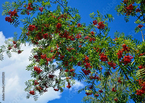 Jarząb pospolity, jarzębina czerwona, Sorbus aucuparia, gałąź z czerwonymi owocami jarzębiny na tle niebieskiego nieba, rowan branch with red fruits, Red fruits of mountain ash, rowanberry,  photo