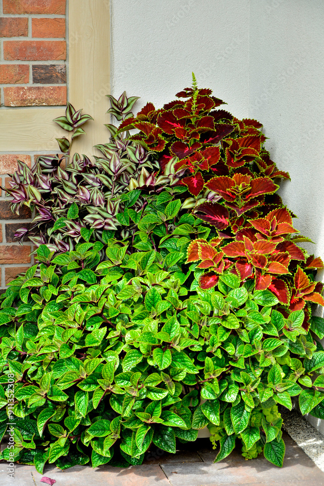 kompozycja roślin doniczkowych do cienia, kolorowe rośliny doniczkowe na tarasie, Komarzyca, Plectranthus Nico, Koleus Blumego Plectranthus scutellarioides, Trzykrotka pasiasta, Tradescanti Zebrina,