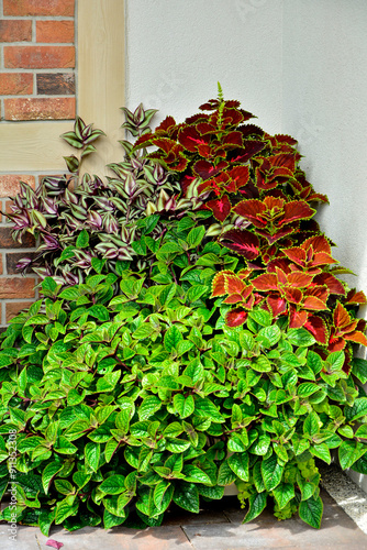 Obraz na płótnie kompozycja roślin doniczkowych do cienia, kolorowe rośliny doniczkowe na tarasie, Komarzyca, Plectranthus Nico, Koleus Blumego Plectranthus scutellarioides, Trzykrotka pasiasta, Tradescanti Zebrina, w salonie