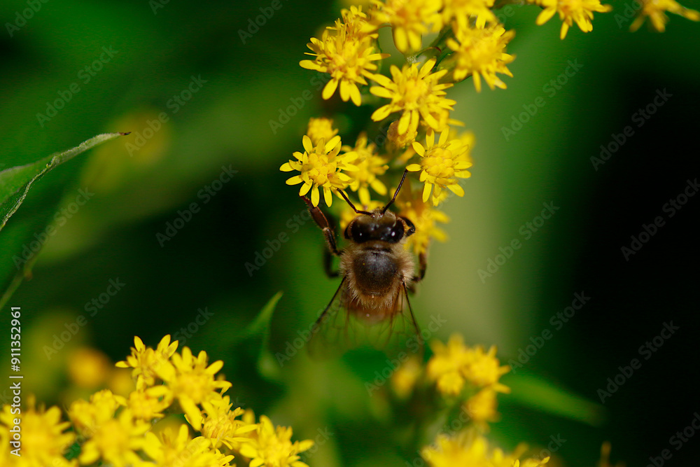Abeille au travail Abeille au travail
