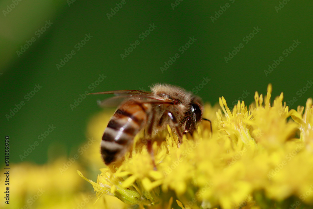 Abeille au travail Abeille au travail